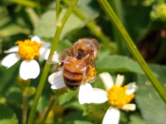 Apis mellifera