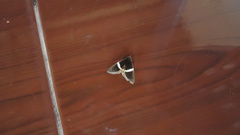 Fodina pallula