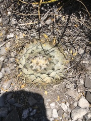 Ariocarpus retusus retusus