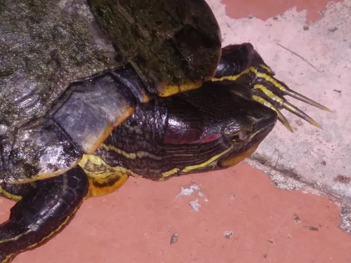 Trachemys scripta elegans image