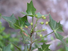 Berberis harrisoniana