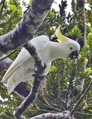 Cacatua galerita galerita