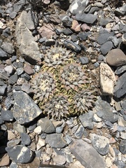 Ariocarpus retusus retusus