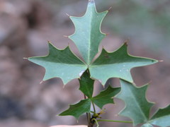 Berberis harrisoniana