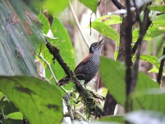 Cantorchilus nigricapillus