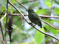 Lepidothrix velutina