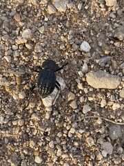 Philolithus sordidus