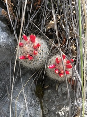 Escobaria dasyacantha
