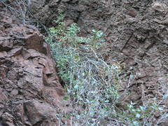 Berberis harrisoniana