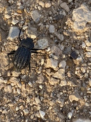 Philolithus sordidus