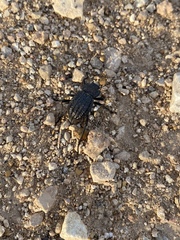 Philolithus sordidus