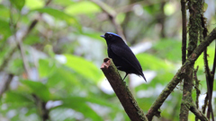 Lepidothrix velutina