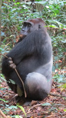 Image of Gorilla gorilla