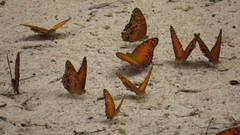 Phalanta eurytis eurytis