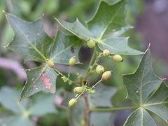 Berberis harrisoniana