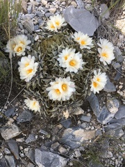 Ariocarpus retusus retusus