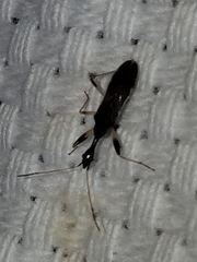 Myodocha serripes