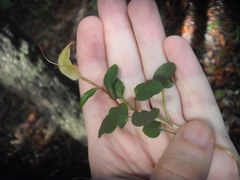 Snake orchid (Oligochaetochilus)