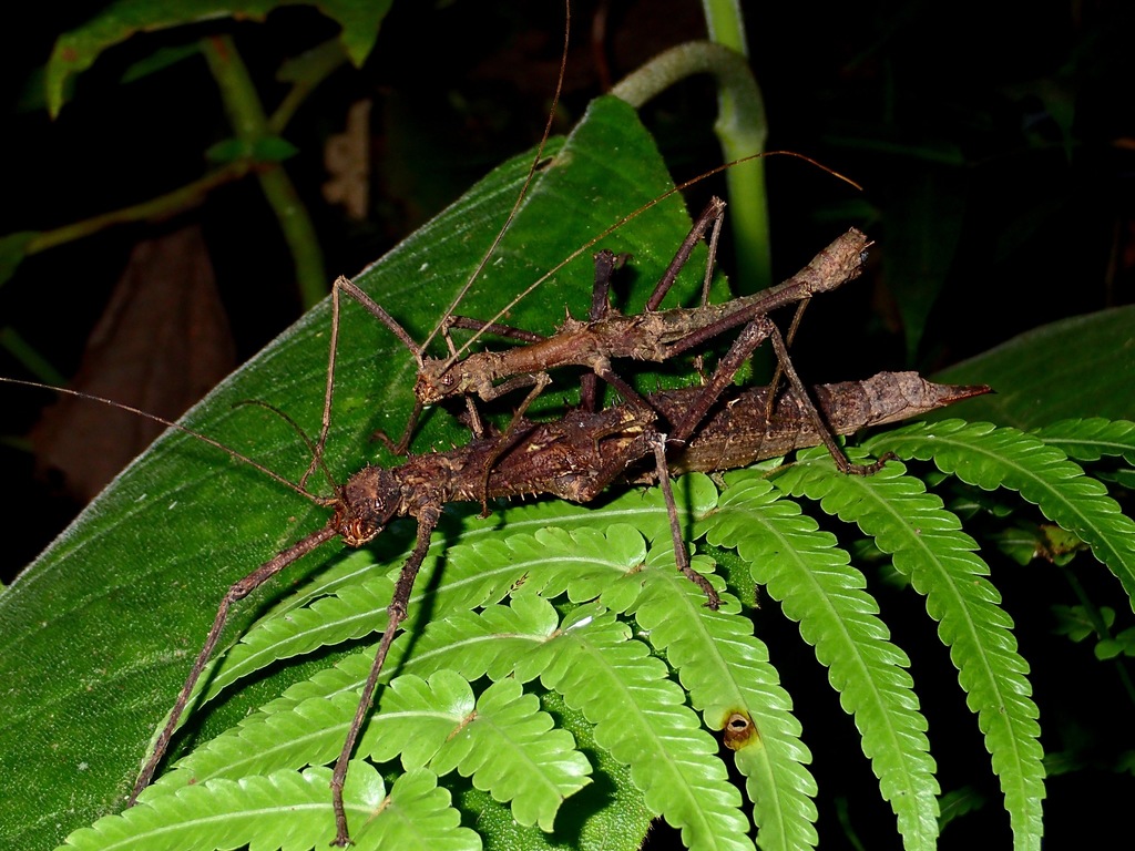 Obrimus