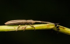 Eucomatocera vittata