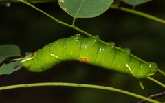 Sataspes