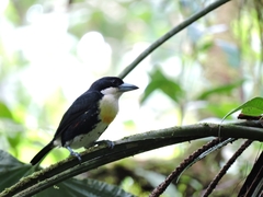 Capito maculicoronatus