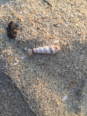 Cerithideopsis californica