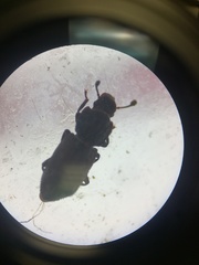 Notocoxelus