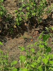 Danaus chrysippus chrysippus