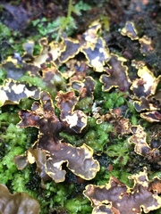 Pseudocyphellaria citrina
