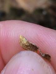 Pseudocyphellaria citrina