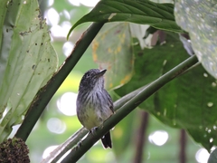 Dysithamnus puncticeps