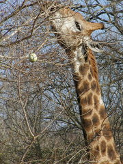 Giraffa camelopardalis thornicrofti