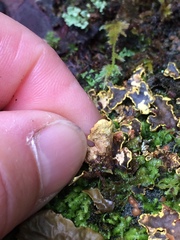 Pseudocyphellaria citrina