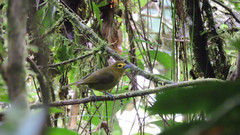 Chlorothraupis olivacea