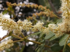 Weinmannia pubescens