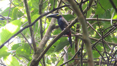 Selenidera spectabilis