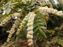 Weinmannia pubescens