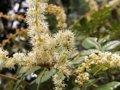 Weinmannia pubescens