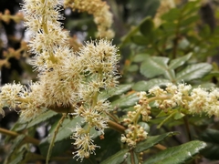 Weinmannia pubescens