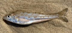 Sillago ciliata
