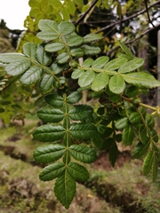 Weinmannia pubescens