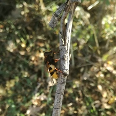 Volucella elegans