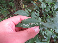 Liriomyza phloxiphaga