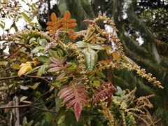 Weinmannia pubescens