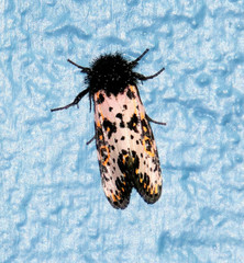 Xanthopastis moctezuma