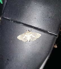 Pseudopyrausta santatalis