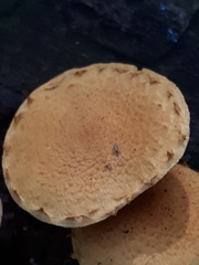 Pleuroflammula tuberculosa