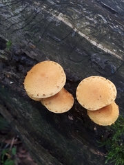 Pleuroflammula tuberculosa