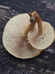 Pleuroflammula tuberculosa